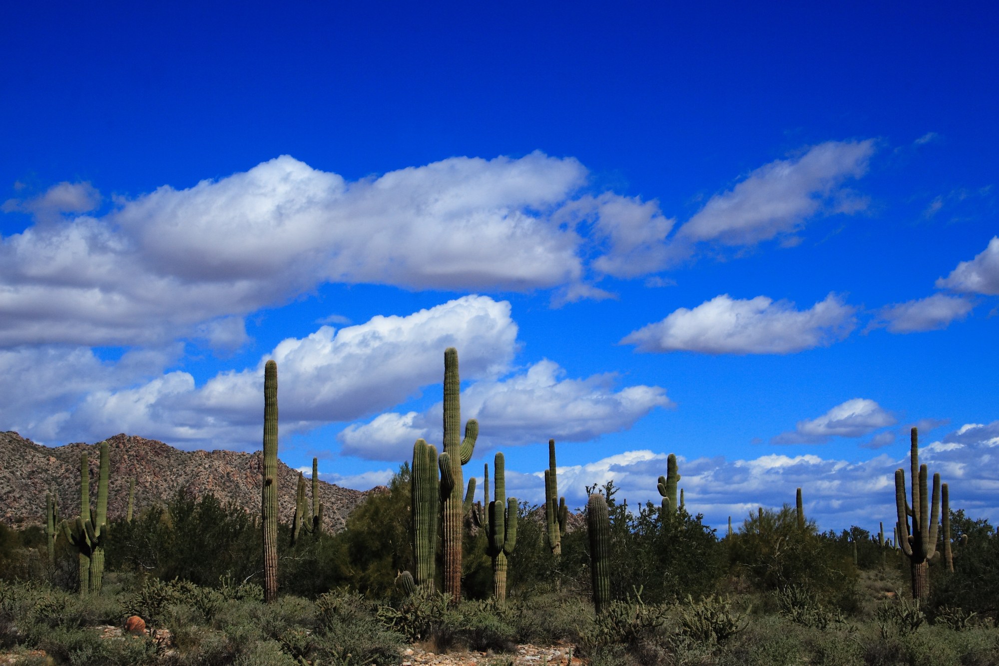 Saguaro cacti stand beneath white clouds and blue sky in White Tank Mountain Regional Park, Arizona.